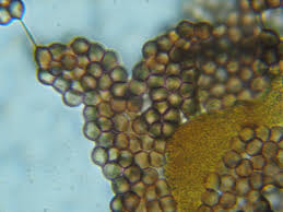 Attēlu rezultāti vaicājumam “Physarum penetrale spores”