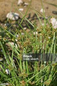 Attēlu rezultāti vaicājumam “Cyperus fuscus”