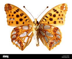 Attēlu rezultāti vaicājumam “Pararge aegeria underside”