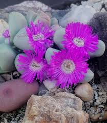 Attēlu rezultāti vaicājumam “Serpoleskea confervoides”