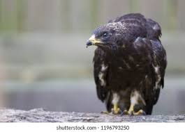 Attēlu rezultāti vaicājumam “Pernis apivorus”