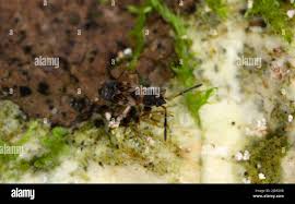 Attēlu rezultāti vaicājumam “Scolopostethus thomsoni”