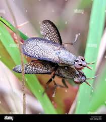 Attēlu rezultāti vaicājumam “Coremacera marginata”