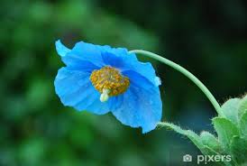 Image result for Scheinmohn