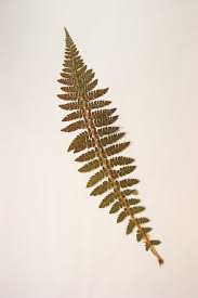 Attēlu rezultāti vaicājumam “Polystichum braunii”