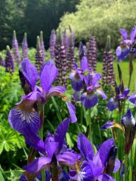 Attēlu rezultāti vaicājumam “Iris sibirica leaf”