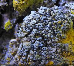 Attēlu rezultāti vaicājumam “Cliostomum corrugatum”