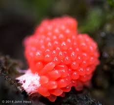 Attēlu rezultāti vaicājumam “Tubifera ferruginosa (subsp. ferruginosa)”