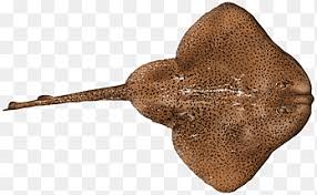 Image result for Leucoraja ocellata