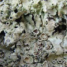 Attēlu rezultāti vaicājumam “Flavoparmelia caperata”