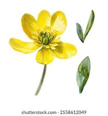 Attēlu rezultāti vaicājumam “Ranunculaceae”