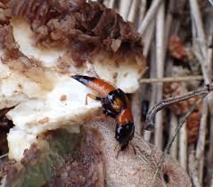 Attēlu rezultāti vaicājumam “Oxyporus”