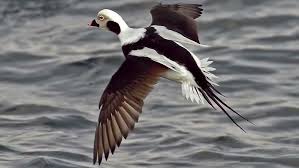 Attēlu rezultāti vaicājumam “Clangula hyemalis”