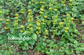 Attēlu rezultāti vaicājumam “Lamiastrum galeobdolon flower”
