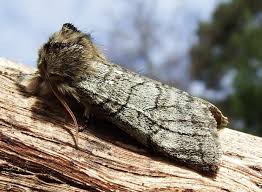 Attēlu rezultāti vaicājumam “Achlya flavicornis”