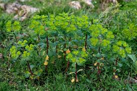 Attēlu rezultāti vaicājumam “Euphorbia helioscopia”