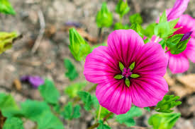 Image result for Malve