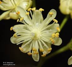 Attēlu rezultāti vaicājumam “Tilia cordata flower”