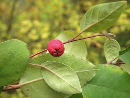 Attēlu rezultāti vaicājumam “Cotoneaster multiflorus leaf”