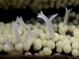 Attēlu rezultāti vaicājumam “Lamproderma arcyrioides stalked”