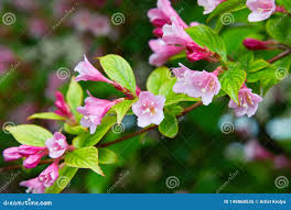 Attēlu rezultāti vaicājumam “Weigela praecox”