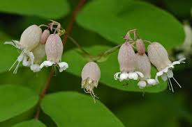 Image result for Silene vulgaris