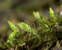 Attēlu rezultāti vaicājumam “Pseudoleskeella nervosa”