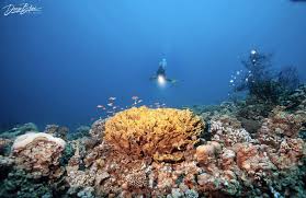 Image result for Deep and Wide Diving