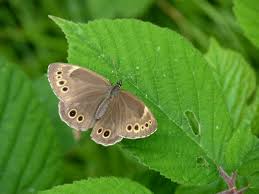 Attēlu rezultāti vaicājumam “Lopinga achine underside”