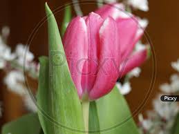 Attēlu rezultāti vaicājumam “Tulipa gesneriana”