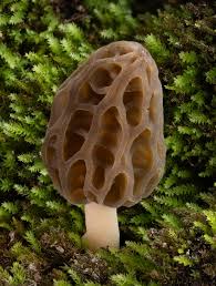 Attēlu rezultāti vaicājumam “Morchella sp.”