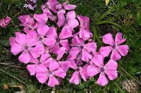 Image result for Steinnelke