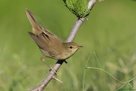 Image result for Acrocephalus aedon