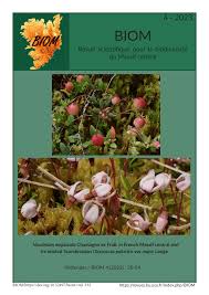 Attēlu rezultāti vaicājumam “Oxycoccus palustris flower”