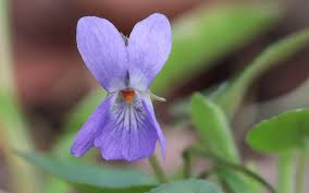 Image result for Veilchen