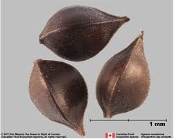 Attēlu rezultāti vaicājumam “Rumex acetosa fruit”