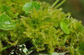 Attēlu rezultāti vaicājumam “Sphagnum squarrosum”