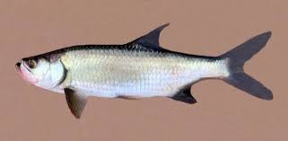 Image result for Megalops atlanticus