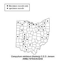 Attēlu rezultāti vaicājumam “Campylium stellatum sporophyte”