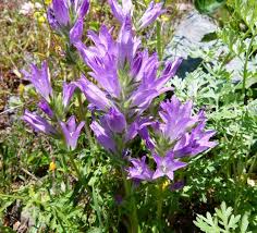 Image result for Campanula spicata