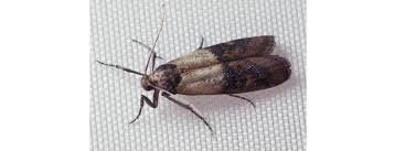 Attēlu rezultāti vaicājumam “Plodia interpunctella”