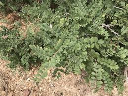 Attēlu rezultāti vaicājumam “Robinia neomexicana”