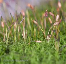 Attēlu rezultāti vaicājumam “Homomallium incurvatum sporophyte”