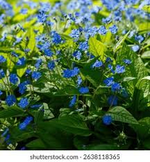 Attēlu rezultāti vaicājumam “Omphalodes verna leaf”