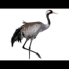 Attēlu rezultāti vaicājumam “Grus grus adult”