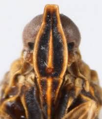 Attēlu rezultāti vaicājumam “Cixiidae”