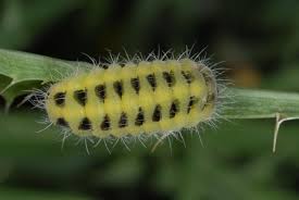 Attēlu rezultāti vaicājumam “Zygaena lonicerae larva”