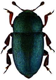 Attēlu rezultāti vaicājumam “Meligethes sp.”