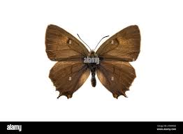 Attēlu rezultāti vaicājumam “Thecla betulae male”