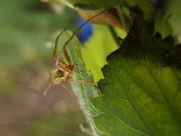 Attēlu rezultāti vaicājumam “Metellina segmentata”